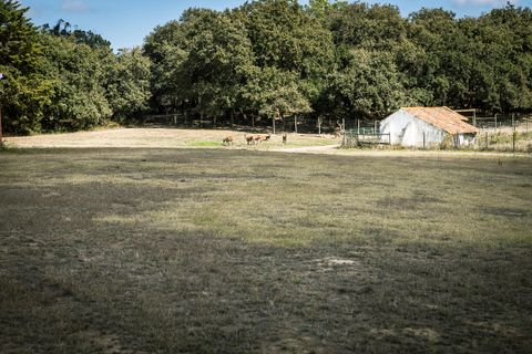 Farm i Obidos, Leiria, Obidos - € 4.500.000 | Ref: MM002410 - foto 15
